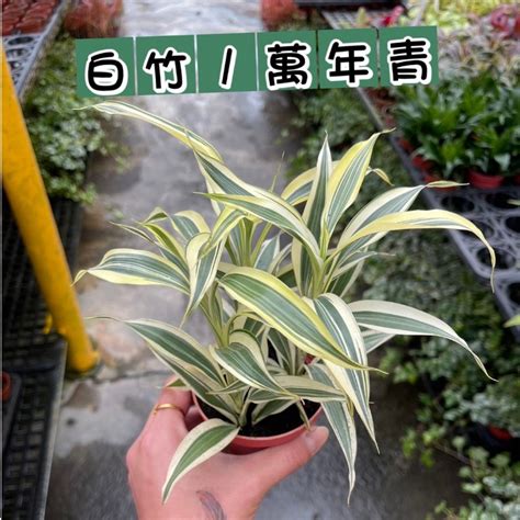 淨化空氣招財室內植物|招財室內植物指南：輕鬆種植，旺家旺財的8種好運植。